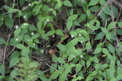 Stellaria chinensis