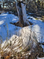 Santolina rosmarinifolia