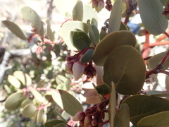 Arctostaphylos glauca