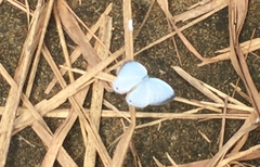 Jamides celeno aelianus