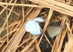 Jamides celeno aelianus