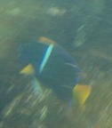 Holacanthus passer