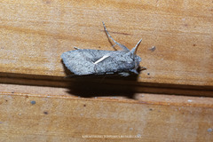 Vittaplusia vittata