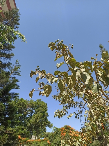 East African Cordia