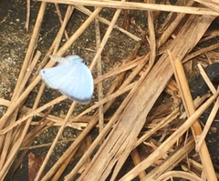 Jamides celeno aelianus