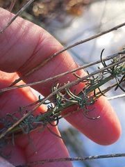 Santolina rosmarinifolia