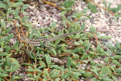 Microlophus indefatigabilis