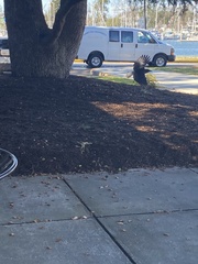 Corvus brachyrhynchos