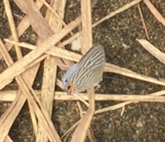 Jamides celeno aelianus