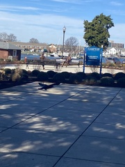 Corvus brachyrhynchos