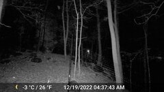 Odocoileus virginianus