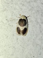Garudinia biplagiata