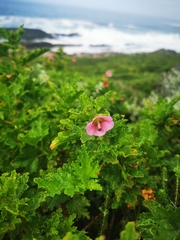 Anisodontea scabrosa