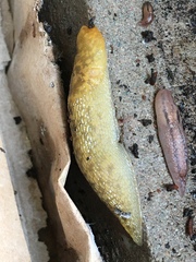Limacus