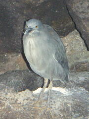 Butorides striata sundevalli