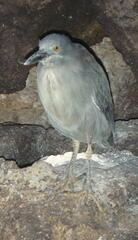 Butorides striata sundevalli