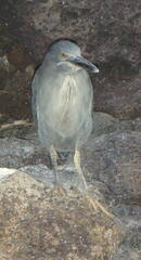 Butorides striata sundevalli