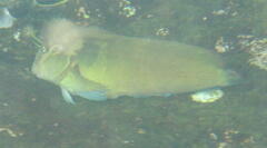 Ophioblennius steindachneri