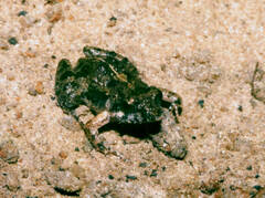 Phrynobatrachus parvulus