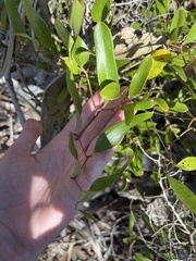 Smilax laurifolia