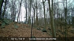 Odocoileus virginianus