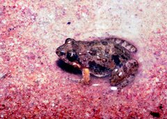 Phrynobatrachus parvulus