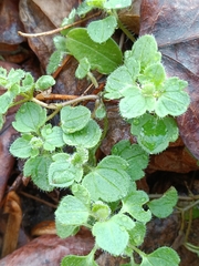 Veronica hederifolia-sublobata-triloba