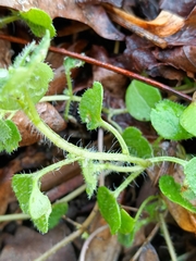 Veronica hederifolia-sublobata-triloba