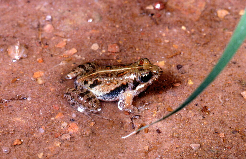 Loanda River Frog