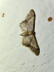 Idaea violacea