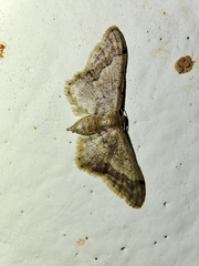 Idaea violacea