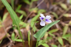 Viola inconspicua