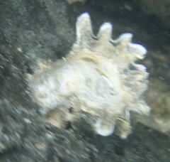 Saccostrea