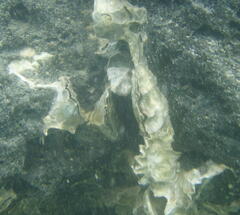 Saccostrea