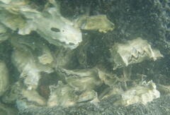 Saccostrea