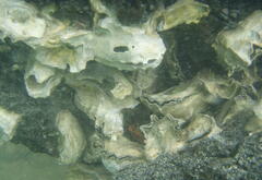 Saccostrea