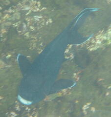 Microspathodon dorsalis