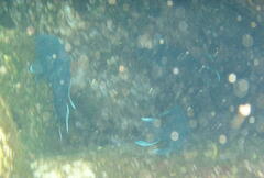 Microspathodon dorsalis