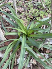 Tradescantia gigantea
