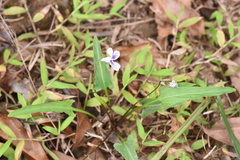 Viola inconspicua