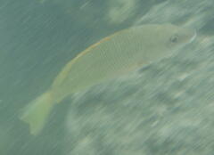 Lutjanus argentiventris