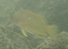 Lutjanus argentiventris