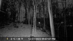 Odocoileus virginianus