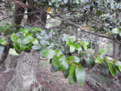 Nothofagus betuloides