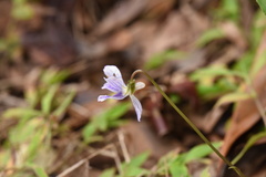 Viola inconspicua