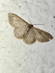 Idaea costiguttata