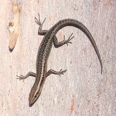 Cryptoblepharus buchananii