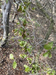 Condalia hookeri