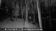 Odocoileus virginianus