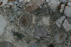 Myriolecis crenulata